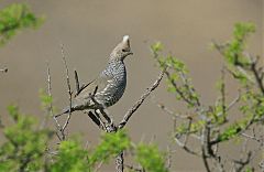 Scaled Quail